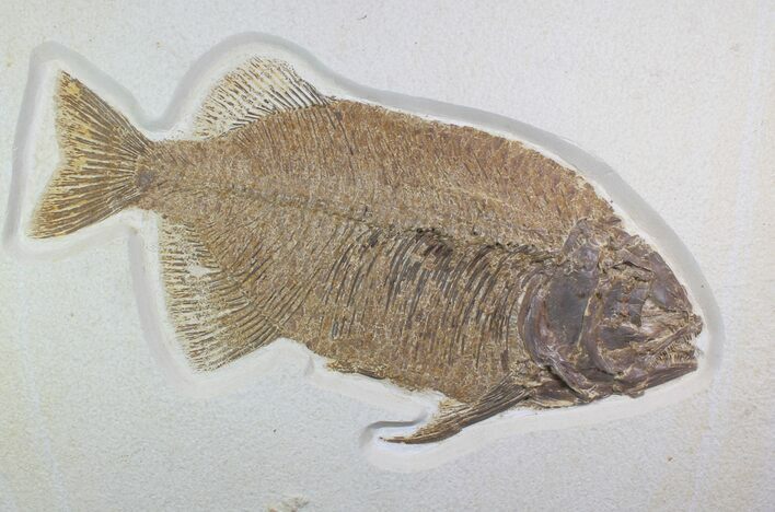 Fossil Fish (Phareodus) - Top Quality Specimen #92866